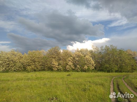 Передержка собак