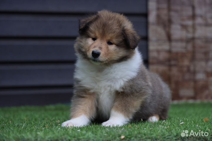 Колли ярко рыжие