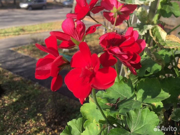 Герань ароматная, паслен жасминовидный