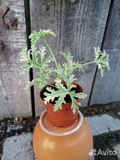 Комнатные растения