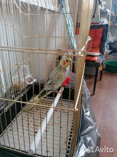 Белка дегу, карелла