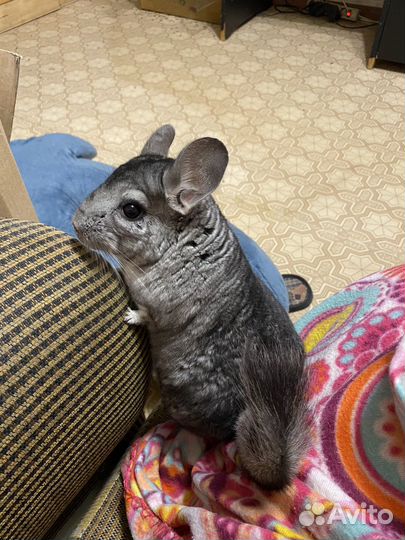 Шиншиллы с клеткой