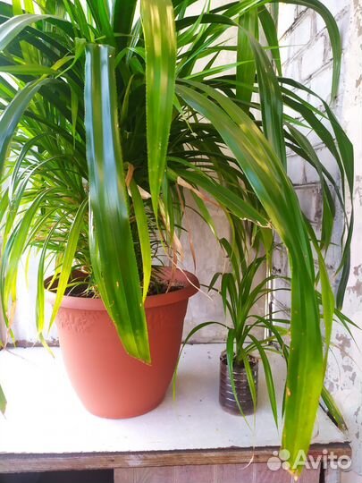 Панданус, Рео, Пеларгония