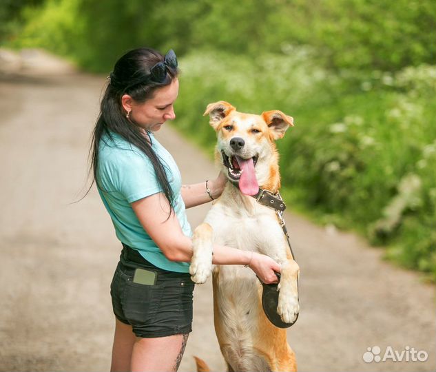 Ваш пёс у нас