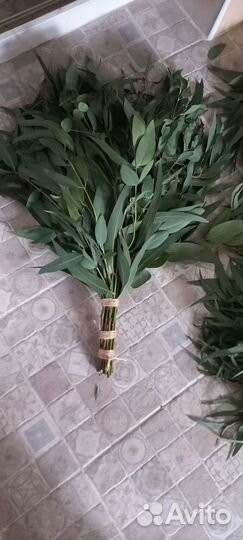 Эвкалиптовые веники