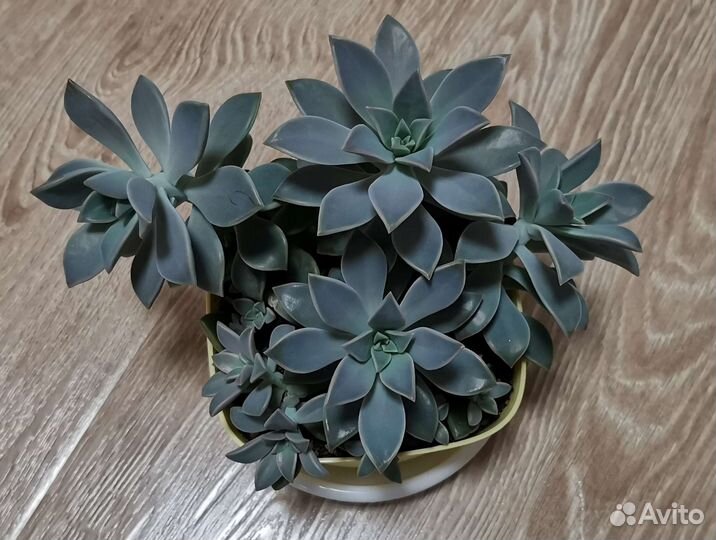 Суккуленты эхеверия, комнатные цветы, Часть 1