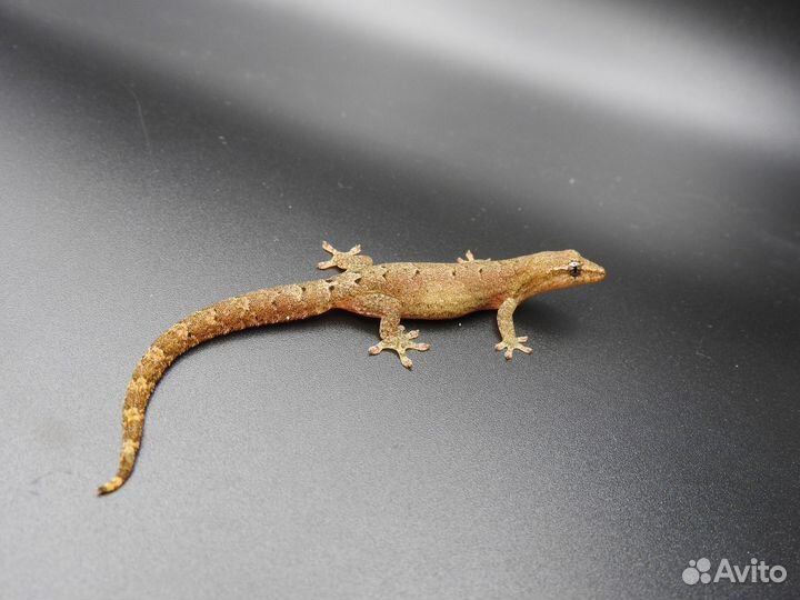 Фруктоядные гекконы (Lepidodactylus lugubris)