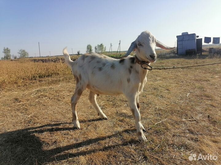 Продам козликов. Альпо-нубийцы и нубийцы