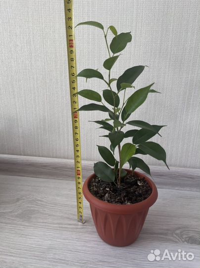 Фикус бенджамина (Наташа)