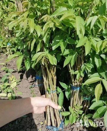 Грецкий орех