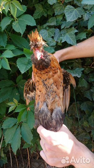 Петухи породные молодые