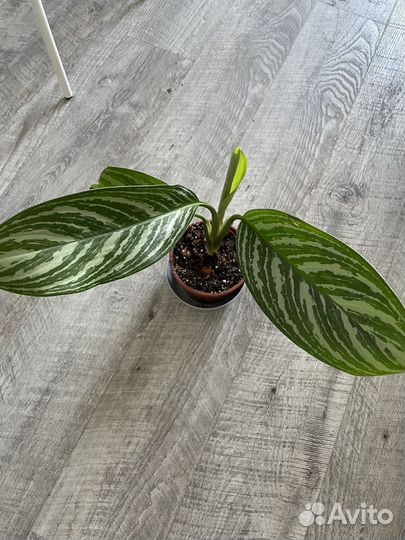 Аглаонема страйпс