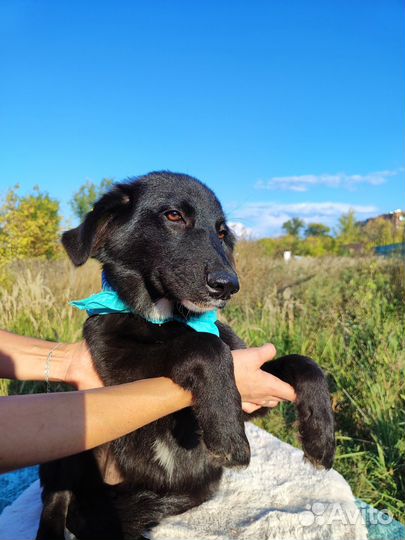 Собака Уголёчек