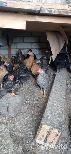 Куры петухи