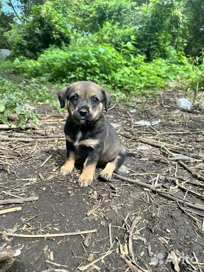 Щенята от маленькой собачки