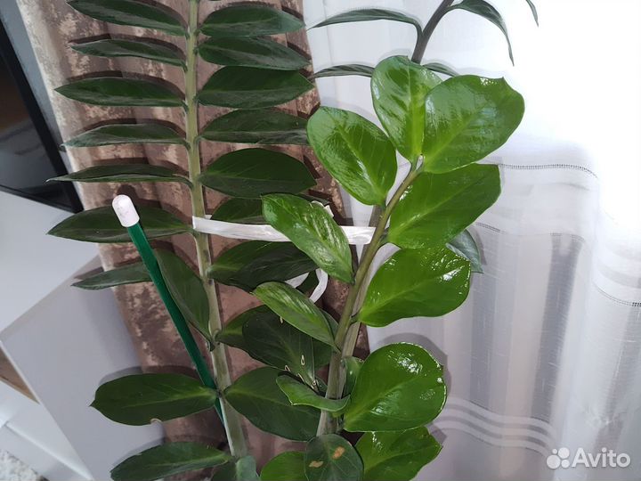 Замиокулькас