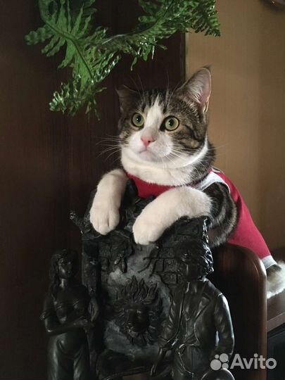 Гоша нуждается в добрых и заботливых ручках