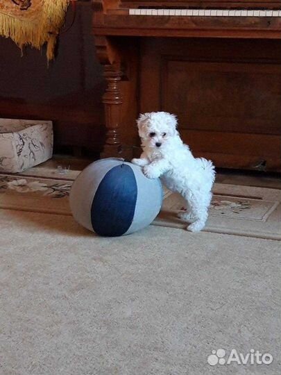 Щенки бишон фризе