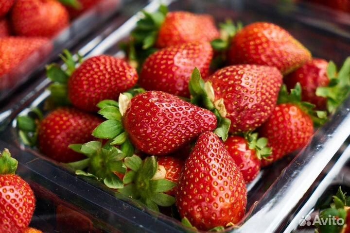 Разнорабочий/Вахта на сбор клубники Липецк