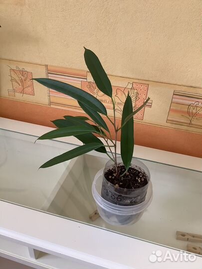 Циссус, Кливия. Фикус. Кислица