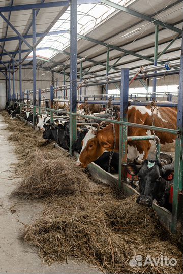 Рабочий на ферму с проживанием