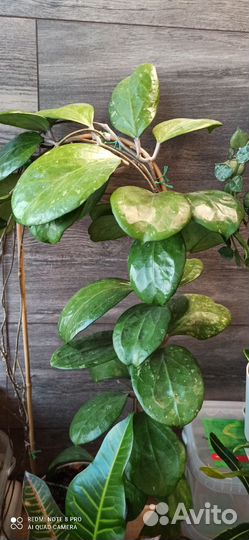 Хойи сортовые