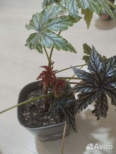 Бегонии сортовые