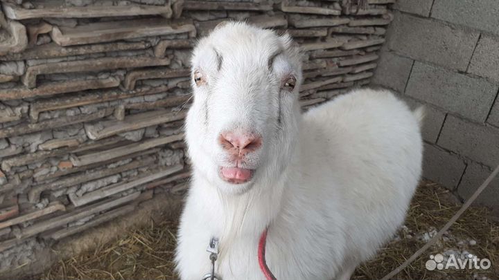 Козы дойные молочные, и 3 козленка