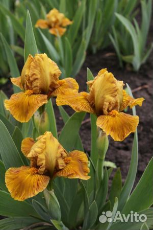 Садовые растения и саженцы декоративного перца