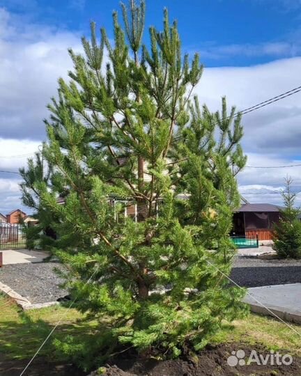 Сосны крупномеры 3-7 м