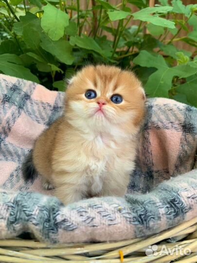 Шотландские котята