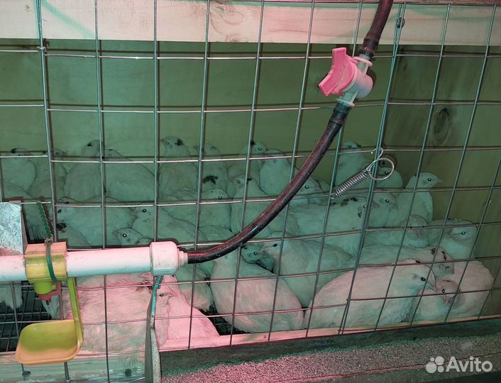 Перепела Радонежский, Селадон, Мачжурский, яйцо