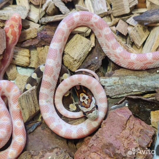 Маисовый полоз Змея прирученная
