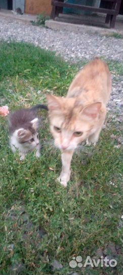 Котята бесплатно