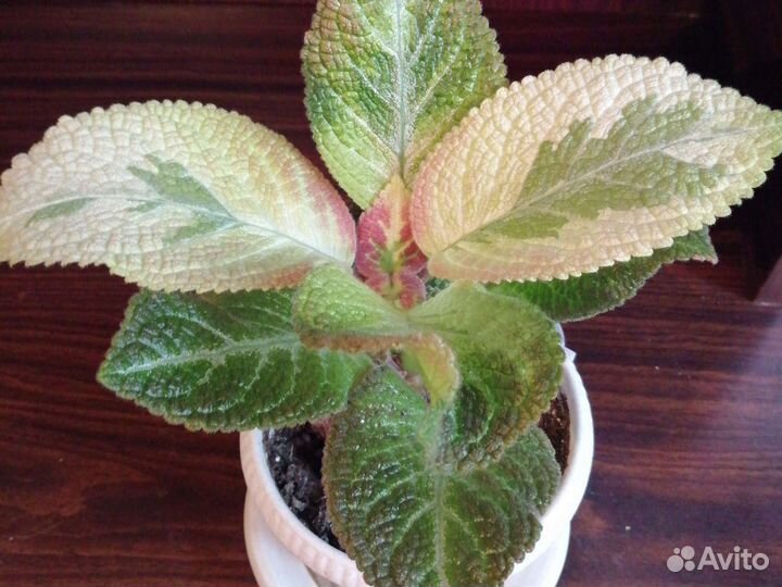 Цветы эписции