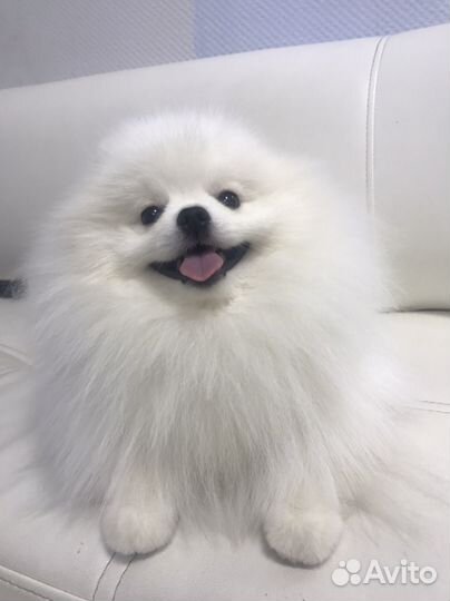 Белый померанский шпиц вязка