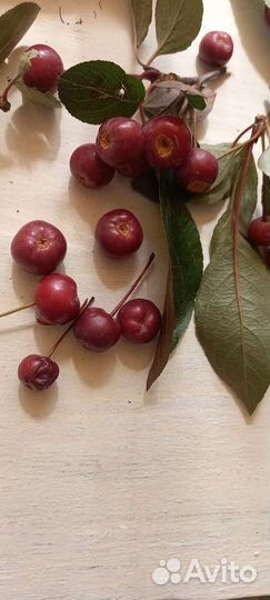 Сакура Япония вишневого цвета