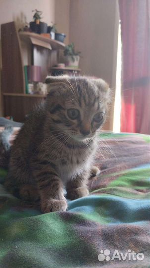 Шотландская вислоухая кошка бесплатно