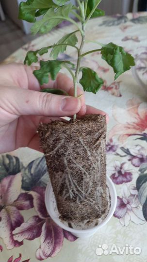 Хризантемы корейские и мультифлоры