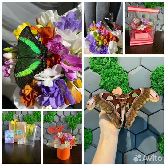 Миниферма тропических бабочек