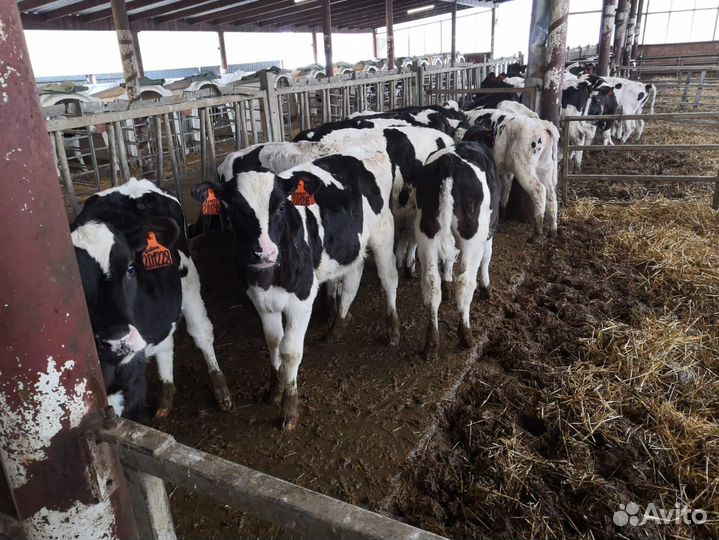 Телята мясной породы бычки