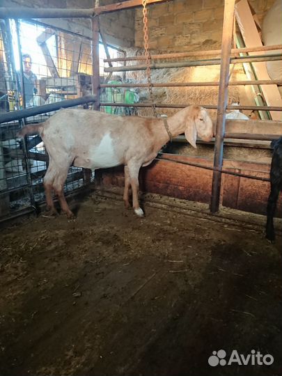 Нубийские козы