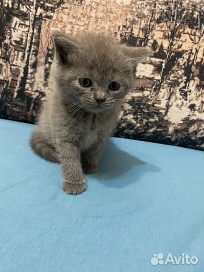 Британские котята