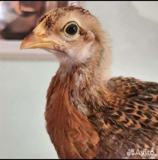 Инкубационное яйцо Билефельдр