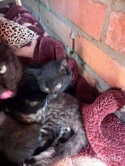 Кошка в дар