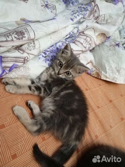 Британская кошка в дар