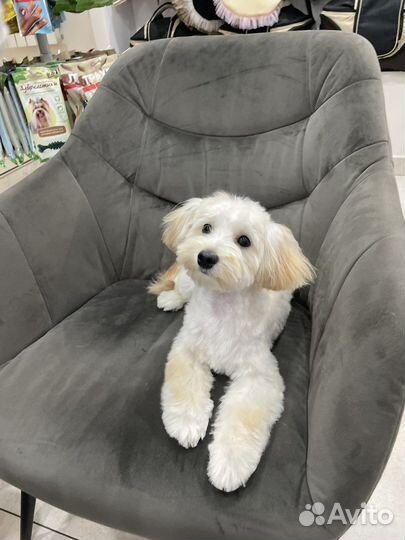 Мальтипу мини