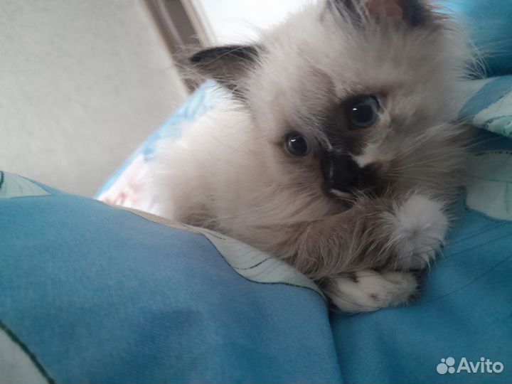 Отдам котёнка в добрые руки. Девочка. Бесплатно