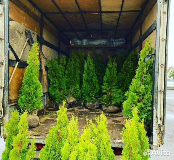 Туя смарагд 100-120см