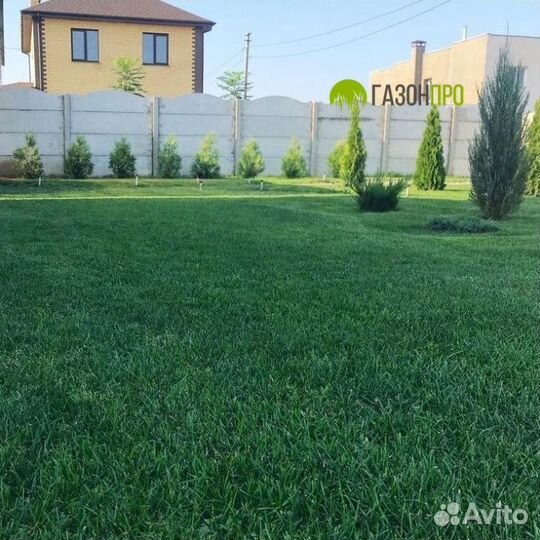 Рулонный газон. Посевной газон. Укладка газона